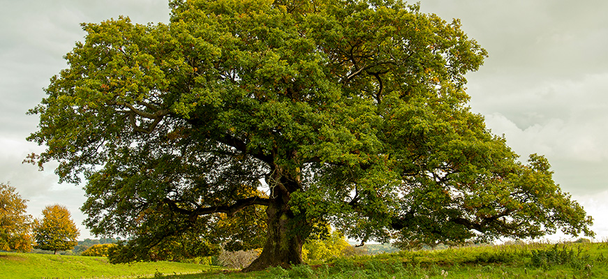 Un arbre centenaire représentant une famille sur plusieurs générations